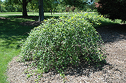 Summer Cascade Weeping River Birch (Betula nigra 'Summer Cascade') at Lurvey Garden Center