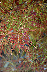 Dr. Baker Cutleaf Japanese Maple (Acer palmatum 'Dr. Baker') at Lurvey Garden Center