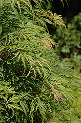 Palmatifidum Japanese Maple (Acer palmatum 'Palmatifidum') at Lurvey Garden Center
