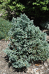 Curly Tops Moss Falsecypress (Chamaecyparis pisifera 'Curly Tops') at Lurvey Garden Center