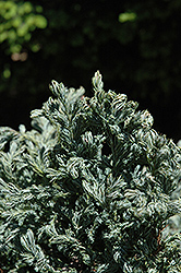 Curly Tops Moss Falsecypress (Chamaecyparis pisifera 'Curly Tops') at Lurvey Garden Center