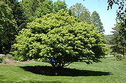 Ivy-leaved Maple (Acer cissifolium) at Lurvey Garden Center