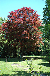 Purple-Leaf Japanese Maple (Acer palmatum 'Atropurpureum') at Lurvey Garden Center