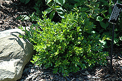 Jim Stauffer Boxwood (Buxus microphylla 'Jim Stauffer') at Lurvey Garden Center