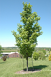 Fairview Sugar Maple (Acer saccharum 'Fairview') at Lurvey Garden Center