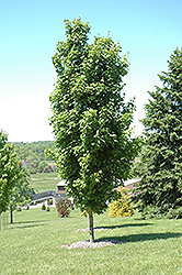 Skybound Sugar Maple (Acer saccharum 'Skybound') at Lurvey Garden Center