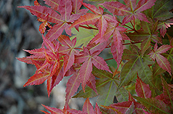 Otome Zakura Japanese Maple (Acer palmatum 'Otome Zakura') at Lurvey Garden Center
