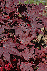 Novum Japanese Maple (Acer palmatum 'Novum') at Lurvey Garden Center