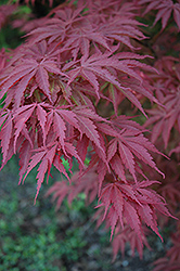 Chitose Yama Japanese Maple (Acer palmatum 'Chitose Yama') at Lurvey Garden Center