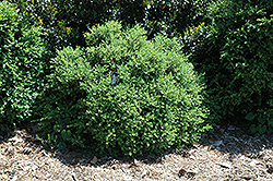 Sweet N Low Boxwood (Buxus microphylla 'Sweet N Low') at Lurvey Garden Center