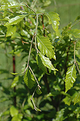 Cutleaf Beech (Fagus sylvatica 'Laciniata') at Lurvey Garden Center