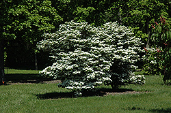 Summer Snowflake Doublefile Viburnum (Viburnum plicatum 'Summer Snowflake') at Lurvey Garden Center