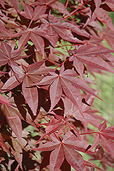 Red Spray Japanese Maple (Acer palmatum 'Red Spray') at Lurvey Garden Center