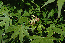 Koshibori Nishiki Japanese Maple (Acer palmatum 'Koshibori Nishiki') at Lurvey Garden Center