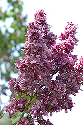 Adelaide Dunbar Lilac (Syringa vulgaris 'Adelaide Dunbar') at Lurvey Garden Center