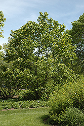 Yellow Bird Magnolia (Magnolia 'Yellow Bird') at Lurvey Garden Center