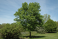 Commemoration Sugar Maple (Acer saccharum 'Commemoration') at Lurvey Garden Center