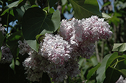 Atheline Wilbur Lilac (Syringa vulgaris 'Atheline Wilbur') at Lurvey Garden Center