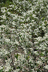 Iroquois Beauty Black Chokeberry (Aronia melanocarpa 'Morton') at Lurvey Garden Center