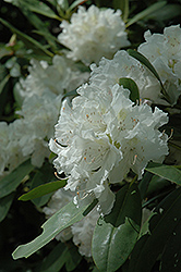 Boule de Neige Rhododendron (Rhododendron 'Boule de Neige') at Lurvey Garden Center