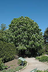 Columnar Horse Chestnut (Aesculus hippocastanum 'Fastigiata') at Lurvey Garden Center