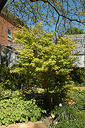 Coral Bark Japanese Maple (Acer palmatum 'Sango Kaku') at Lurvey Garden Center