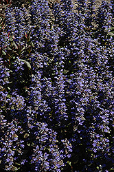 Purple Brocade Bugleweed (Ajuga reptans 'Purple Brocade') at Lurvey Garden Center