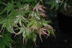 Oridono Nishiki Japanese Maple (Acer palmatum 'Oridono Nishiki') at Lurvey Garden Center
