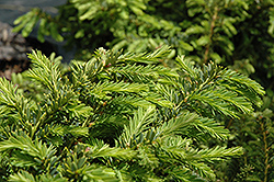 Emerald Spreader Yew (Taxus cuspidata 'Emerald Spreader') at Lurvey Garden Center