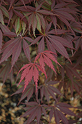 Burgundy Lace Japanese Maple (Acer palmatum 'Burgundy Lace') at Lurvey Garden Center