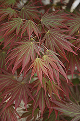 Johin Japanese Maple (Acer 'Johin') at Lurvey Garden Center
