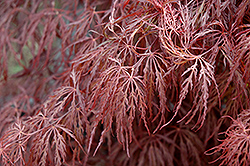 Crimson Queen Japanese Maple (Acer palmatum 'Crimson Queen') at Lurvey Garden Center
