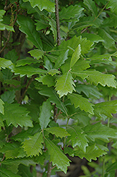 Regal Prince English Oak (Quercus 'Regal Prince') at Lurvey Garden Center