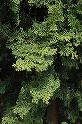 Wells Special Hinoki Falsecypress (Chamaecyparis obtusa 'Wells Special') at Lurvey Garden Center