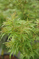 Kamagata Japanese Maple (Acer palmatum 'Kamagata') at Lurvey Garden Center