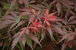 Shaina Japanese Maple (Acer palmatum 'Shaina') at Lurvey Garden Center