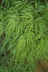 Green Hornet Cutleaf Japanese Maple (Acer palmatum 'Green Hornet') at Lurvey Garden Center