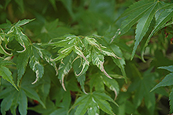 Karasu Gawa Japanese Maple (Acer palmatum 'Karasu Gawa') at Lurvey Garden Center