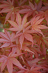 Pixie Dwarf Japanese Maple (Acer palmatum 'Pixie Dwarf') at Lurvey Garden Center