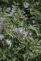 Montrose Tricolor Phlox (Phlox divaricata 'Montrose Tricolor') at Lurvey Garden Center