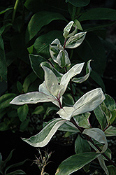 Montrose Tricolor Phlox (Phlox divaricata 'Montrose Tricolor') at Lurvey Garden Center