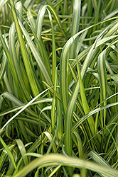 El Dorado Feather Reed Grass (Calamagrostis x acutiflora 'El Dorado') at Lurvey Garden Center