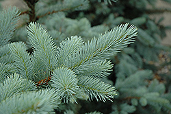 Bacheri Blue Spruce (Picea pungens 'Bacheri') at Lurvey Garden Center