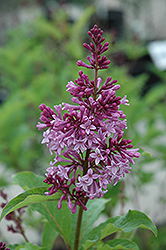 Royalty Lilac (Syringa x prestoniae 'Royalty') at Lurvey Garden Center