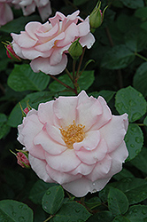 Kimberlina Rose (Rosa 'Kimberlina') at Lurvey Garden Center