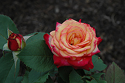 Mardi Gras Rose (Rosa 'Mardi Gras') at Lurvey Garden Center