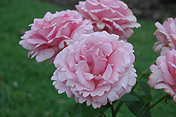 Memorial Day Rose (Rosa 'Memorial Day') at Lurvey Garden Center