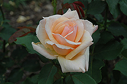 Medallion Rose (Rosa 'Medallion') at Lurvey Garden Center