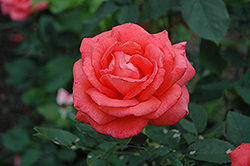 Tropicana Rose (Rosa 'Tropicana') at Lurvey Garden Center