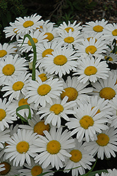 Snow Lady Shasta Daisy (Leucanthemum x superbum 'Snow Lady') at Lurvey Garden Center